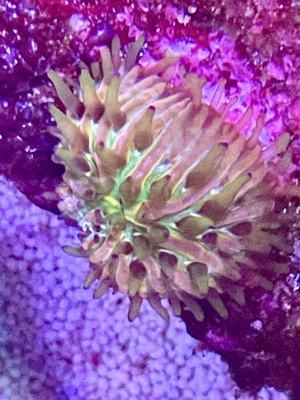 fungia rainbow koralle Bild 2