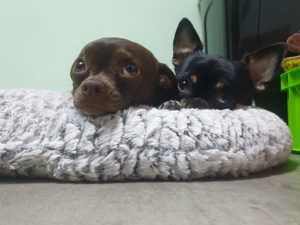 Chihuahua Welpen reinrassig  Bild 2