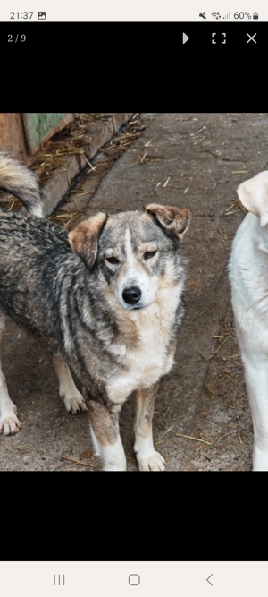 Miralle möchte endlich Rumänien als Familienhund verlassen