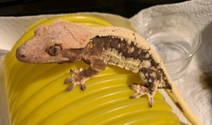 Lily White Kronengecko   Crested Gecko Bild 1