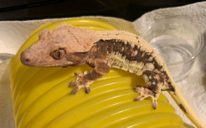 Lily White Kronengecko   Crested Gecko Bild 3