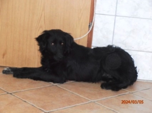 Nisha mittelgroße Mischlingshündin Junghund Mischling Hündin sucht Zuhause oder Pflegestelle Bild 2