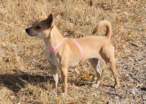 Chihuahua Rehpinscher Dame Bild 2