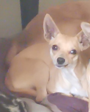 Chihuahua Rehpinscher Dame Bild 1