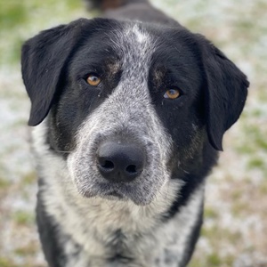 Malik, geb. ca.02 2022, lebt in GRIECHENLAND, im städt. Tierheim Serres