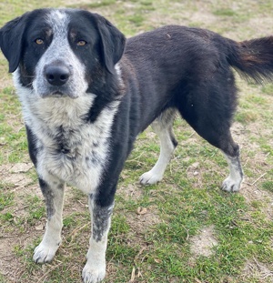 Malik, geb. ca.02 2022, lebt in GRIECHENLAND, im städt. Tierheim Serres Bild 7