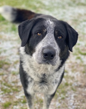 Malik, geb. ca.02 2022, lebt in GRIECHENLAND, im städt. Tierheim Serres Bild 10