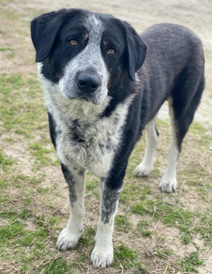 Malik, geb. ca.02 2022, lebt in GRIECHENLAND, im städt. Tierheim Serres Bild 5