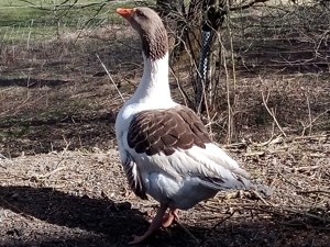 Pommern Gänse abzugeben