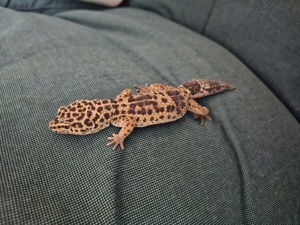 Leopardgecko " Black Night Cross" weiblich