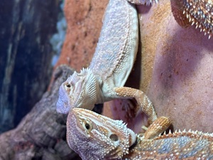 Bartagame Pogona vitticeps 