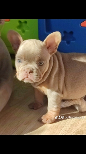 Französische Bulldogge Rüde Isabella Cherry Tan  darf Ausziehen  Bild 1