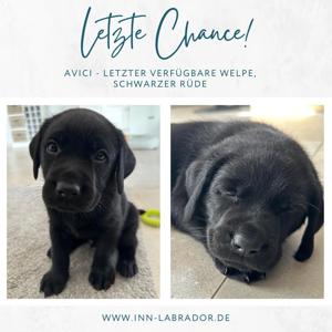 1x schwarzer Labrador-Welpe - Letzte Chance! Bild 1