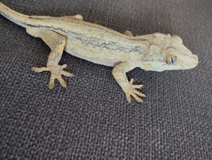 Gargoyle Gecko (Rhacodactylus auriculatus) 1.0 Bild 1