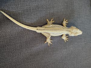 Gargoyle Gecko (Rhacodactylus auriculatus) 1.0 Bild 2