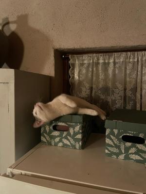 Josko aus dem Katzenkindergarten sucht sein Zuhause Bild 4