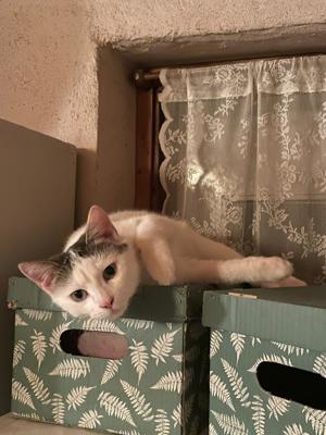 Josko aus dem Katzenkindergarten sucht sein Zuhause Bild 2