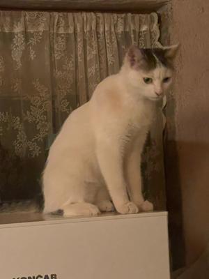 Josko aus dem Katzenkindergarten sucht sein Zuhause Bild 3