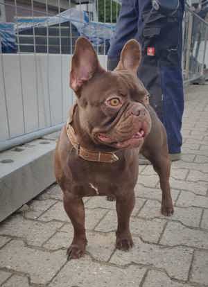 Französische Bulldogge In Mokka Solid Deckrüde kein Verkauf 