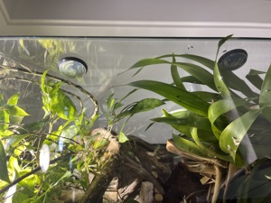 Exo Terra Terrarium, Pflanzen, Erde + 2x UVA UVB-Strahler Bild 5