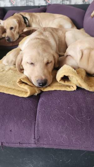 Labrador Welpen Zu Verkaufen In Ansbach - Hunde - Kostenlose ...