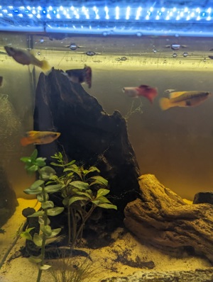 Aquarium zu verkaufen - zwei spanische Rippenmolche und Fische  Bild 3