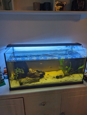 Aquarium zu verkaufen - zwei spanische Rippenmolche und Fische  Bild 2