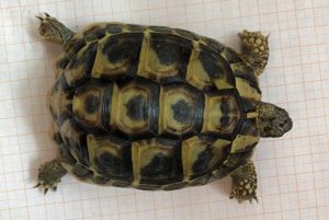 Griechische Landschildkröten weiblich Bild 5