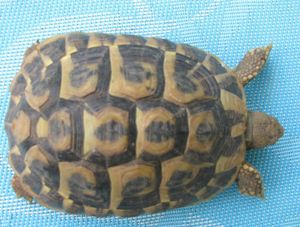 Griechische Landschildkröten weiblich Bild 2