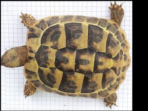 Griechische Landschildkröten weiblich Bild 1