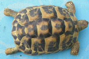Griechische Landschildkröten weiblich Bild 4