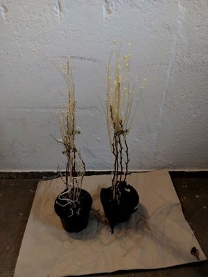 Pflanzenpaket  Bild 4