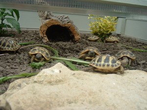 Griechische Landschildkröten zu verkaufen Bild 2