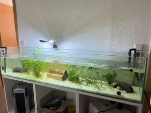 Komplett-Set+1,80 m Aquarium+Filter+Durchlaufkühler+Axolotl Bild 6