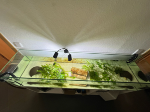 Komplett-Set+1,80 m Aquarium+Filter+Durchlaufkühler+Axolotl Bild 5
