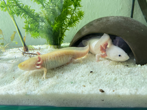Komplett-Set+1,80 m Aquarium+Filter+Durchlaufkühler+Axolotl Bild 4