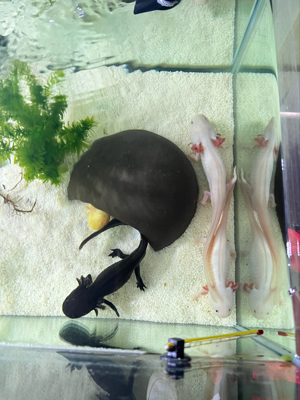 Komplett-Set+1,80 m Aquarium+Filter+Durchlaufkühler+Axolotl Bild 1