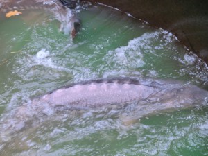 Große Störe XXL 160 - 200 cm  Bild 3