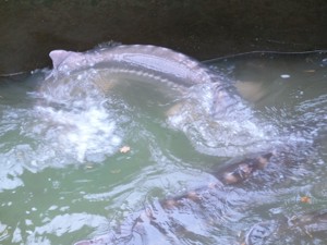 Große Störe XXL 160 - 200 cm  Bild 2