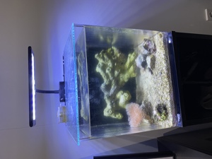 Nano Meerwasser Aquarium  Bild 1