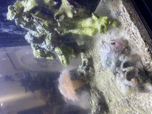 Nano Meerwasser Aquarium  Bild 2