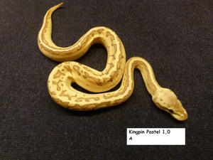 Königspython - Python regius Bild 4