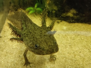 2 Axolotl Männchen + Aquarium Bild 1