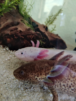 2 Axolotl Männchen + Aquarium Bild 2