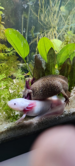 2 Axolotl Männchen + Aquarium Bild 3