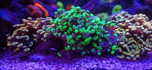 Koralle EuphylliaParaancora Bild 1