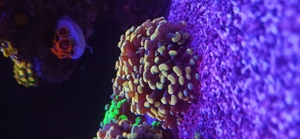 Koralle EuphylliaParaancora Bild 2