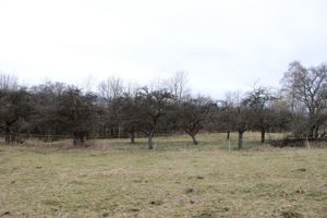 Gartengrundstück, Streuobstwiese, Weide, Freizeitgrundstück , Bienenhaltung . Bild 4