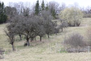 Gartengrundstück, Streuobstwiese, Weide, Freizeitgrundstück , Bienenhaltung . Bild 7