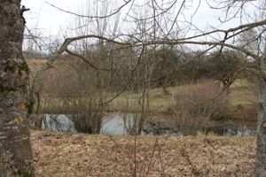 Gartengrundstück, Streuobstwiese, Weide, Freizeitgrundstück , Bienenhaltung . Bild 5